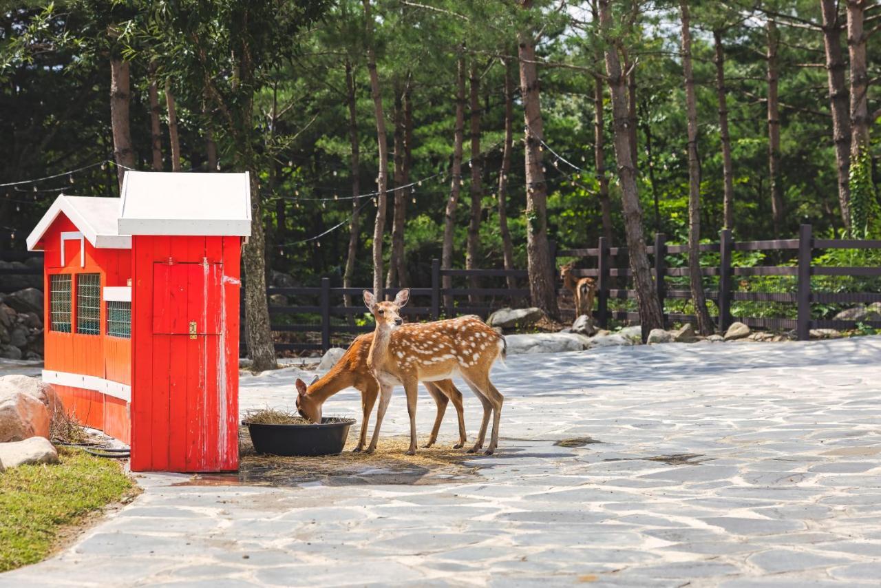Kensington Resort Seorak Valley Sokcho Ngoại thất bức ảnh